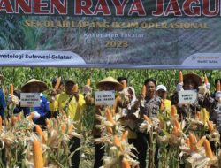 Panen Raya Sekolah Lapang Iklim (SLI) Mendukung Ketahanan Pangan di Takalar